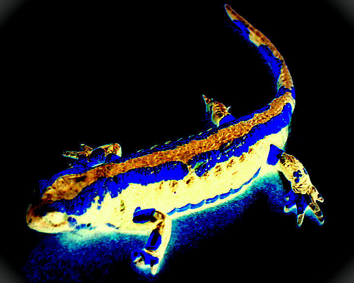 blauer Salamander, Manfred La-Fontaine,  gothic and morbid art,