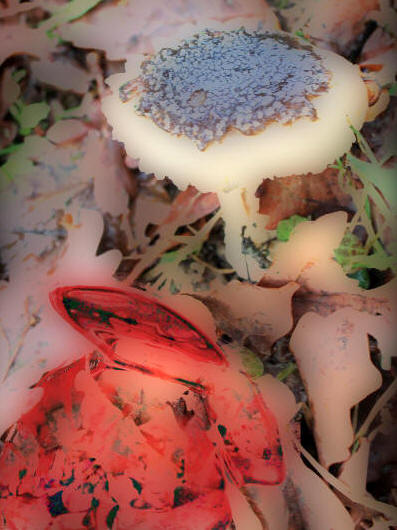 lapin rouge et champignon, Exposition peinture, manfred la-fontaine,
