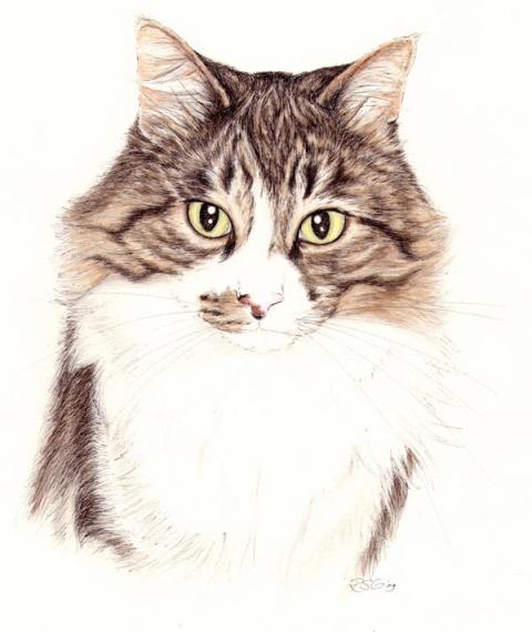 'Boomer' , Rebecca Griffiths