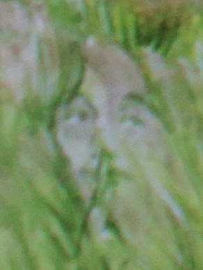 Gaelle Jeanne Premel